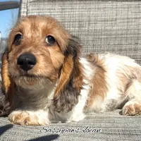 Bean, a male Dachshund for sale in Findlay, OH – Photo 2 of 10