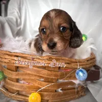 Bean, a male Dachshund for sale in Findlay, OH – Photo 9 of 10