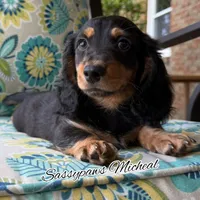 Michael, a male Miniature Dachshund for sale in Findlay, OH – 3 of 10