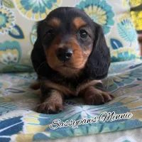 Minnie, a female Miniature Dachshund for sale in Findlay, OH – 5 of 9