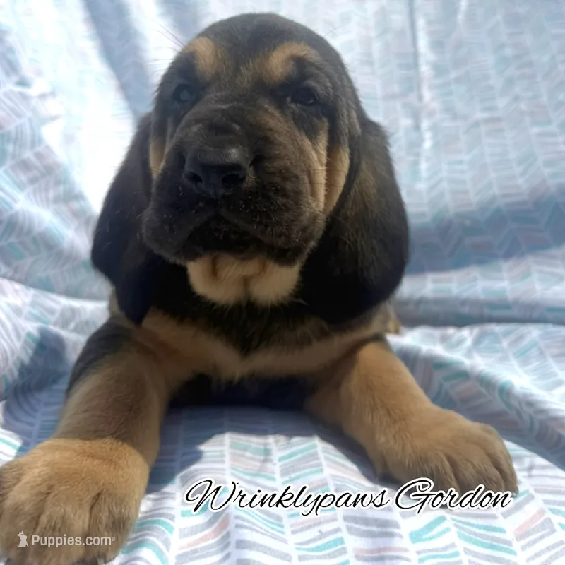 Gordon – Bloodhound puppy for sale in Findlay, OH