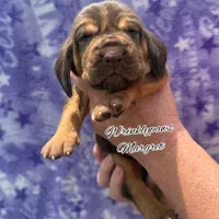 Margret, a female Bloodhound for sale in Findlay, OH – 7 of 8