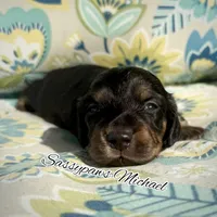 Michael, a male Miniature Dachshund for sale in Findlay, OH – 4 of 5
