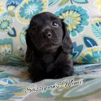 Mimi, a female Miniature Dachshund for sale in Findlay, OH – 4 of 9