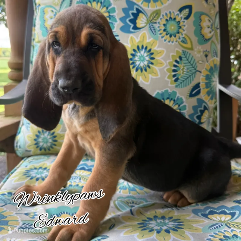 Edward – Bloodhound puppy for sale in Findlay, OH