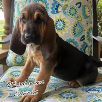 Edward, a male Bloodhound for sale in Findlay, OH – 1 of 10