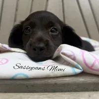 Mimi, a female Miniature Dachshund for sale in Findlay, OH – 2 of 9