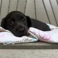 Mimi, a female Miniature Dachshund for sale in Findlay, OH – 3 of 9