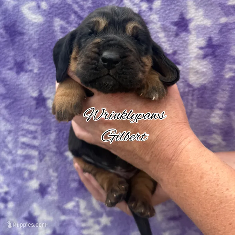 Gilbert – Bloodhound puppy for sale in Findlay, OH