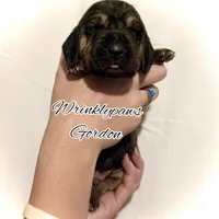 Gordon, a male Bloodhound for sale in Findlay, OH – 3 of 8