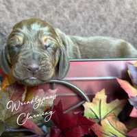 Charming, a male Bloodhound for sale in Findlay, OH – 2 of 4