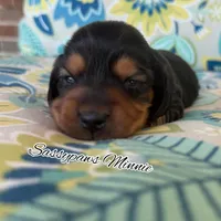 Minnie, a female Miniature Dachshund for sale in Findlay, OH – 2 of 3
