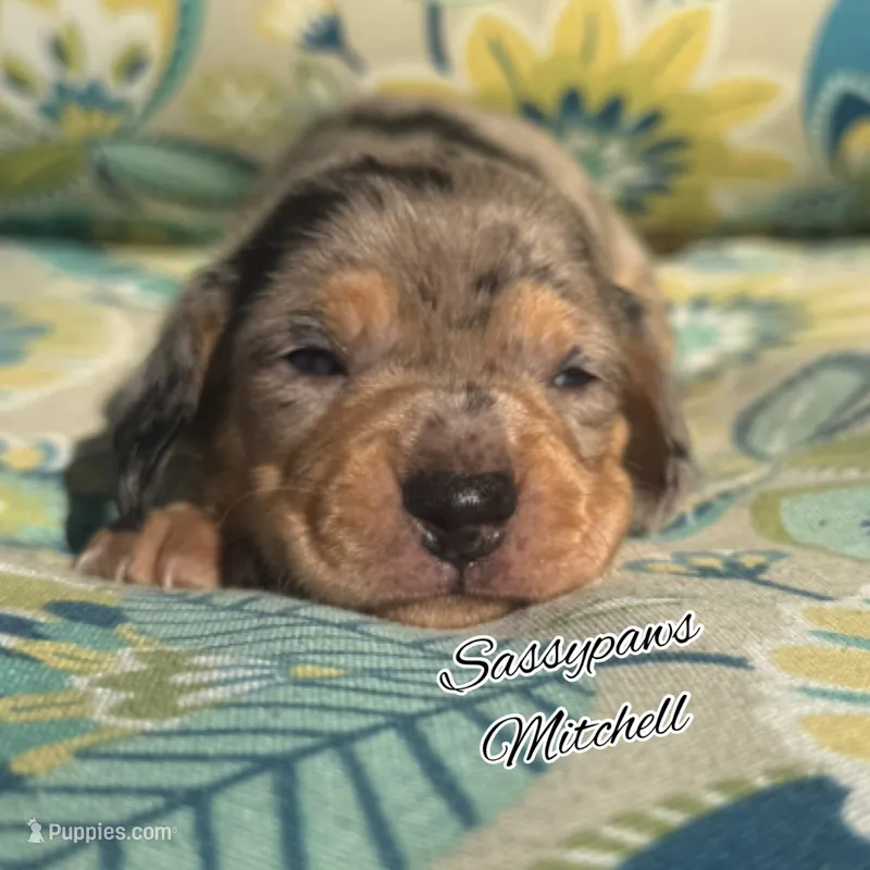 Mitchell – Miniature Dachshund puppy for sale in Findlay, OH