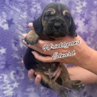 Edward, a male Bloodhound for sale in Findlay, OH – 3 of 5