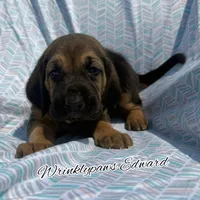 Edward, a male Bloodhound for sale in Findlay, OH – 5 of 10