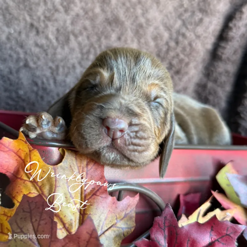 Beast – Bloodhound puppy for sale in Findlay, OH