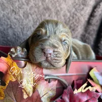Beast, a male Bloodhound for sale in Findlay, OH – 1 of 5