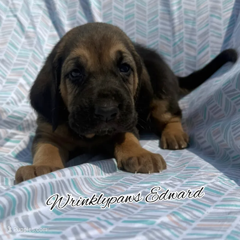 Edward – Bloodhound puppy for sale in Findlay, OH