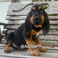 Aang, a male Bloodhound for sale in Findlay, OH – 2 of 10