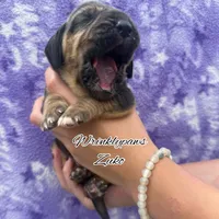Zuko, a male Bloodhound for sale in Findlay, OH – 2 of 4