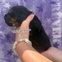 Appa, a male Bloodhound for sale in Findlay, OH – 2 of 3