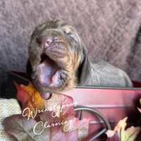 Charming, a male Bloodhound for sale in Findlay, OH – 1 of 4