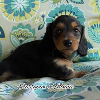 Minnie, a female Miniature Dachshund for sale in Findlay, OH – 6 of 9