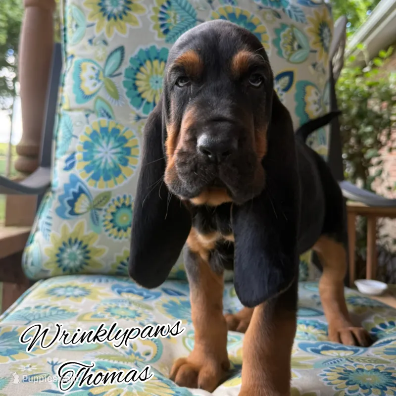 Thomas – Bloodhound puppy for sale in Findlay, OH