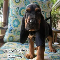 Thomas, a male Bloodhound for sale in Findlay, OH – 1 of 10