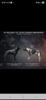 DDR litter expected, a  German Shepherd Dog for sale in High Point, NC – 1 of 1