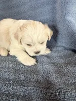 Boy #2, a male Shichon for sale in East Grand Forks, MN – Photo 2 of 2
