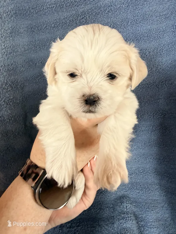 Boy #2 – Shichon puppy for sale in East Grand Forks, MN