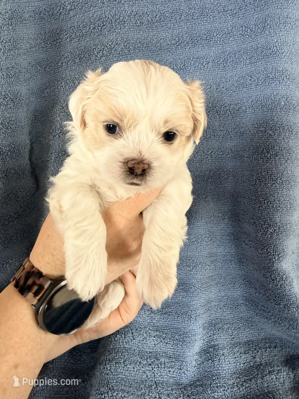 Boy #1 – Shichon puppy for sale in East Grand Forks, MN