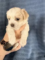 Boy #1, a male Shichon for sale in East Grand Forks, MN – Photo 2 of 3