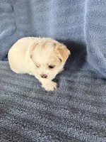Boy #1, a male Shichon for sale in East Grand Forks, MN – Photo 3 of 3