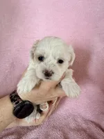 Girl #1 , a female Shichon for sale in East Grand Forks, MN – Photo 2 of 2