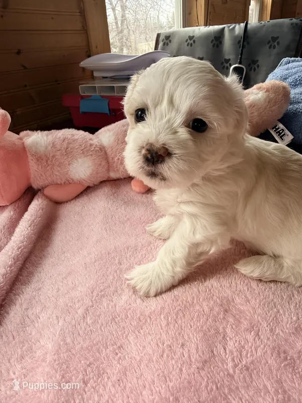Girl #1  – Shichon puppy for sale in East Grand Forks, MN