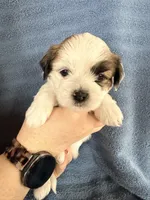Boy #3, a male Shichon for sale in East Grand Forks, MN – Photo 1 of 3