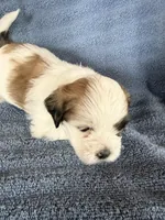 Boy #3, a male Shichon for sale in East Grand Forks, MN – Photo 3 of 3
