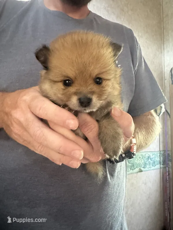 Pup 3 – Pomeranian puppy for sale in Pensacola, FL
