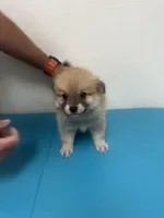 Rascal , a male Pomeranian for sale in Pensacola, FL – 8 of 8