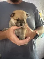 Rascal , a male Pomeranian for sale in Pensacola, FL – 7 of 8