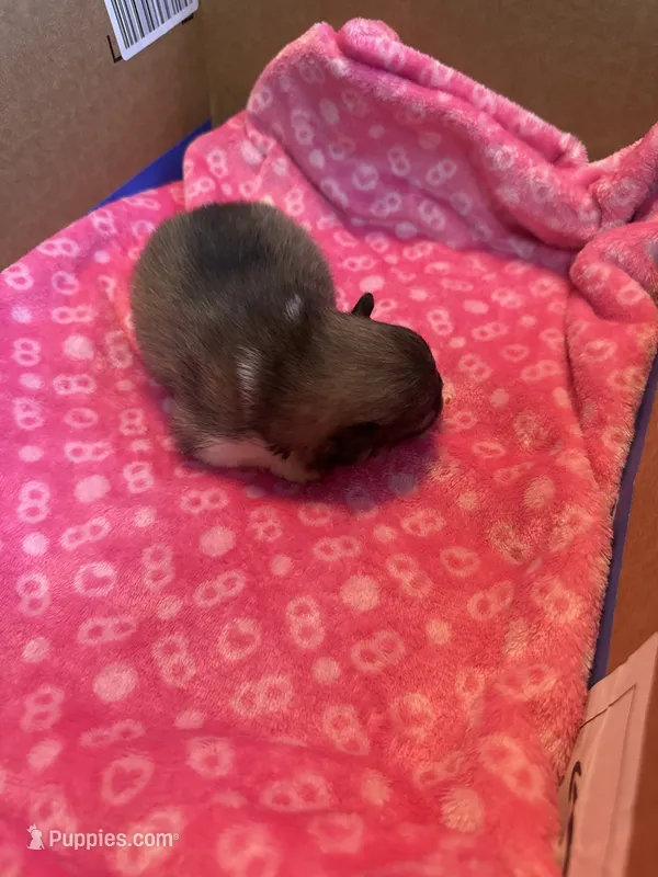 Pup 2 – Pomeranian puppy for sale in Pensacola, FL