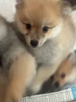 Rascal , a male Pomeranian for sale in Pensacola, FL – 3 of 8