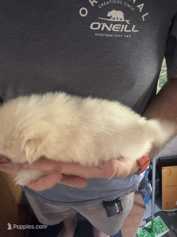 Pup 1 – Pomeranian puppy for sale in Pensacola, FL