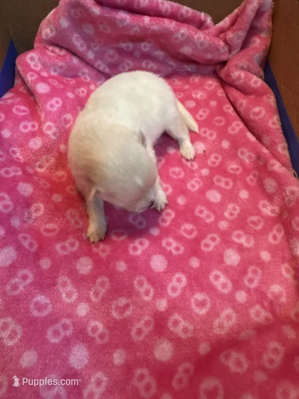 Pup 1 – Pomeranian puppy for sale in Pensacola, FL
