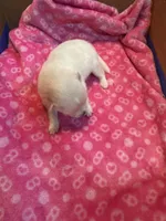 Pup 1, a female Pomeranian for sale in Pensacola, FL – 1 of 4