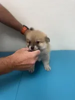 Rascal , a male Pomeranian for sale in Pensacola, FL – 6 of 8