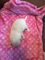 Pup 1, a female Pomeranian for sale in Pensacola, FL – 3 of 4