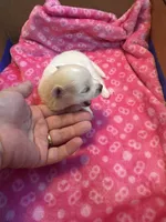 Pup 1, a female Pomeranian for sale in Pensacola, FL – 4 of 4